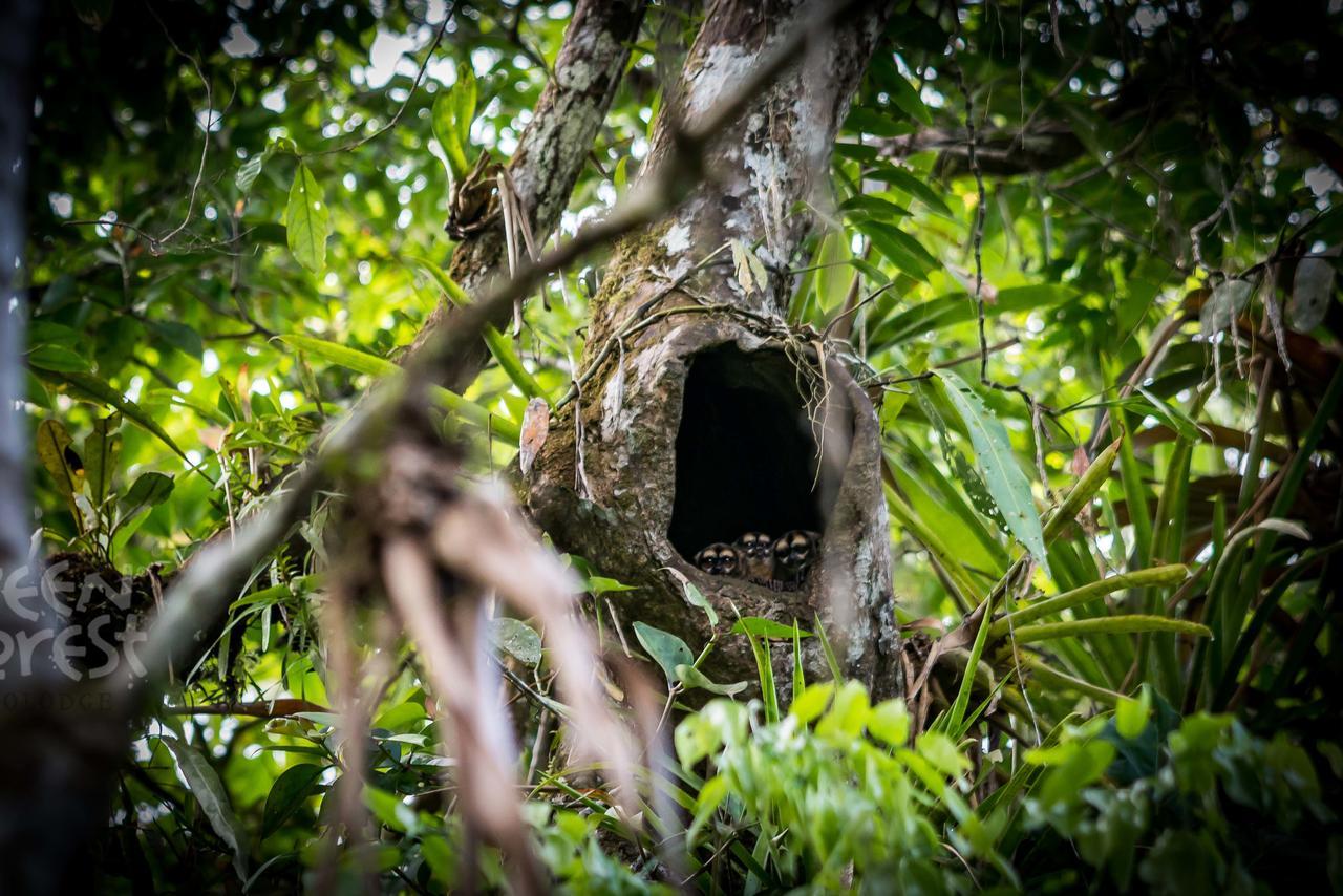 Green Forest Ecolodge Puerto Montufar Екстериор снимка