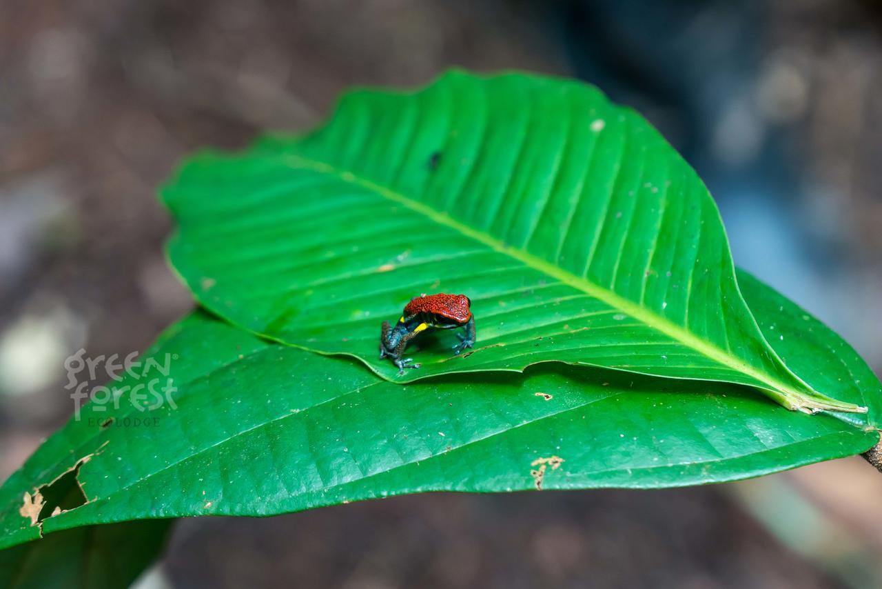 Green Forest Ecolodge Puerto Montufar Екстериор снимка