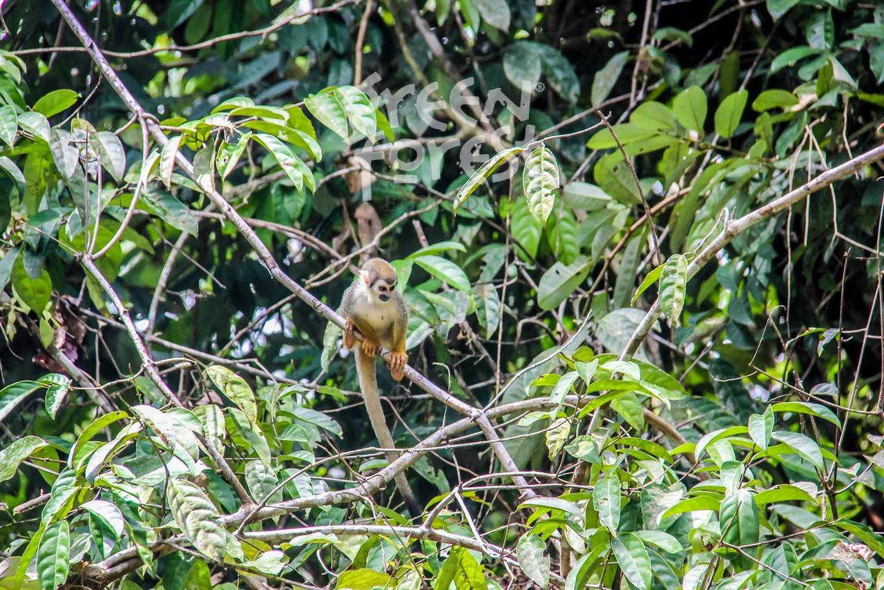 Green Forest Ecolodge Puerto Montufar Екстериор снимка