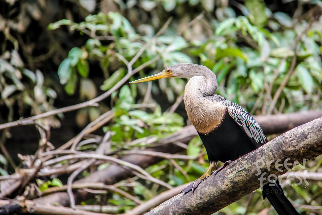 Green Forest Ecolodge Puerto Montufar Екстериор снимка