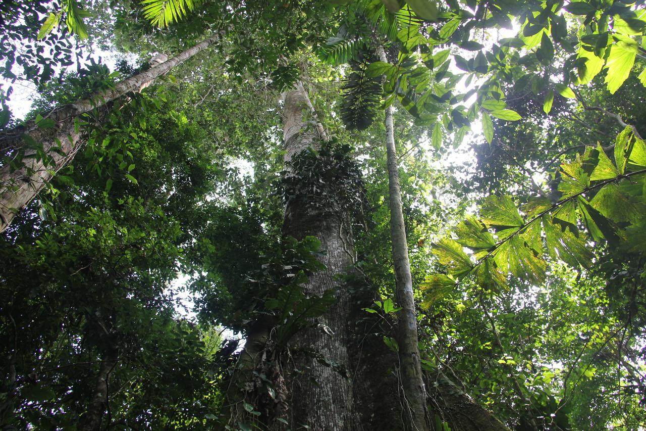 Green Forest Ecolodge Puerto Montufar Екстериор снимка