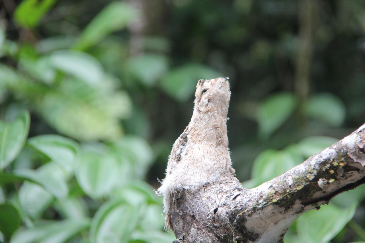 Green Forest Ecolodge Puerto Montufar Екстериор снимка