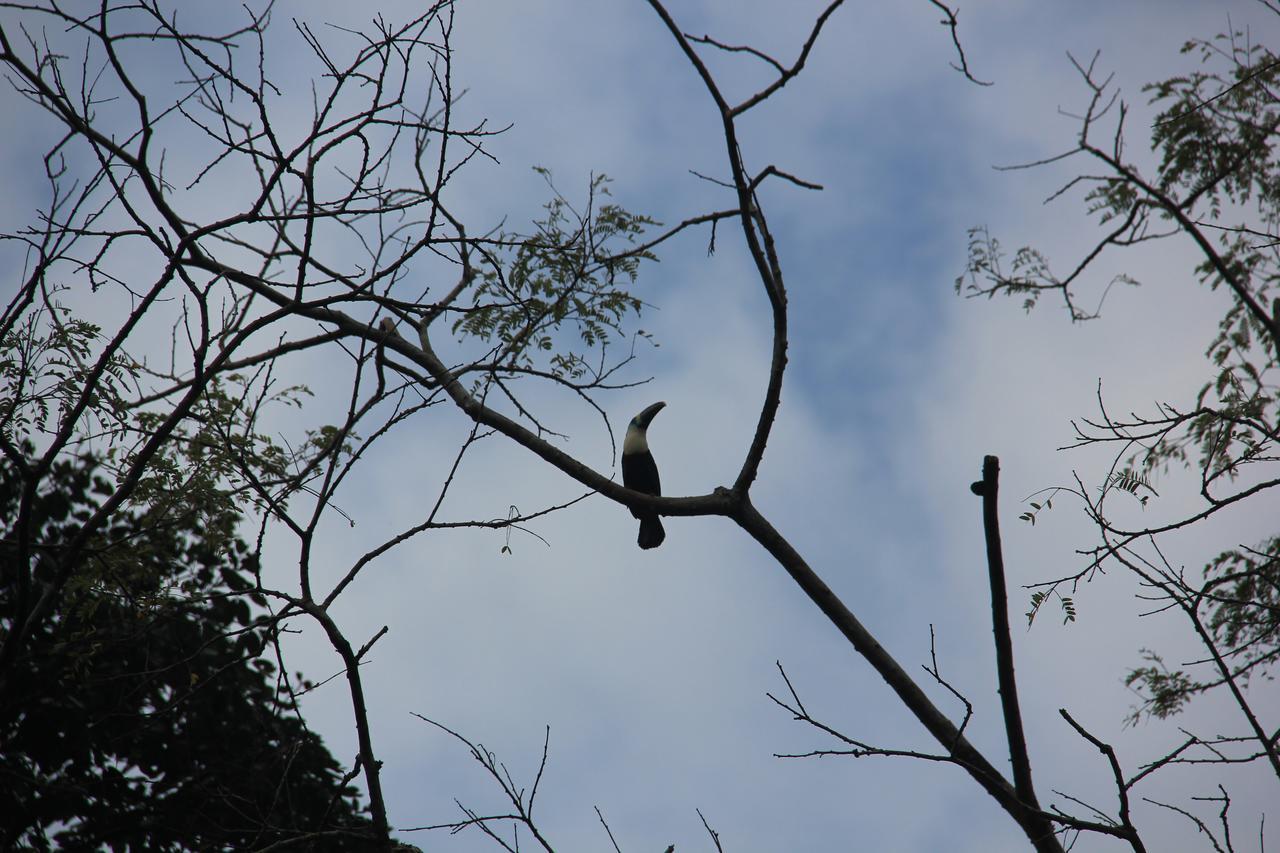 Green Forest Ecolodge Puerto Montufar Екстериор снимка