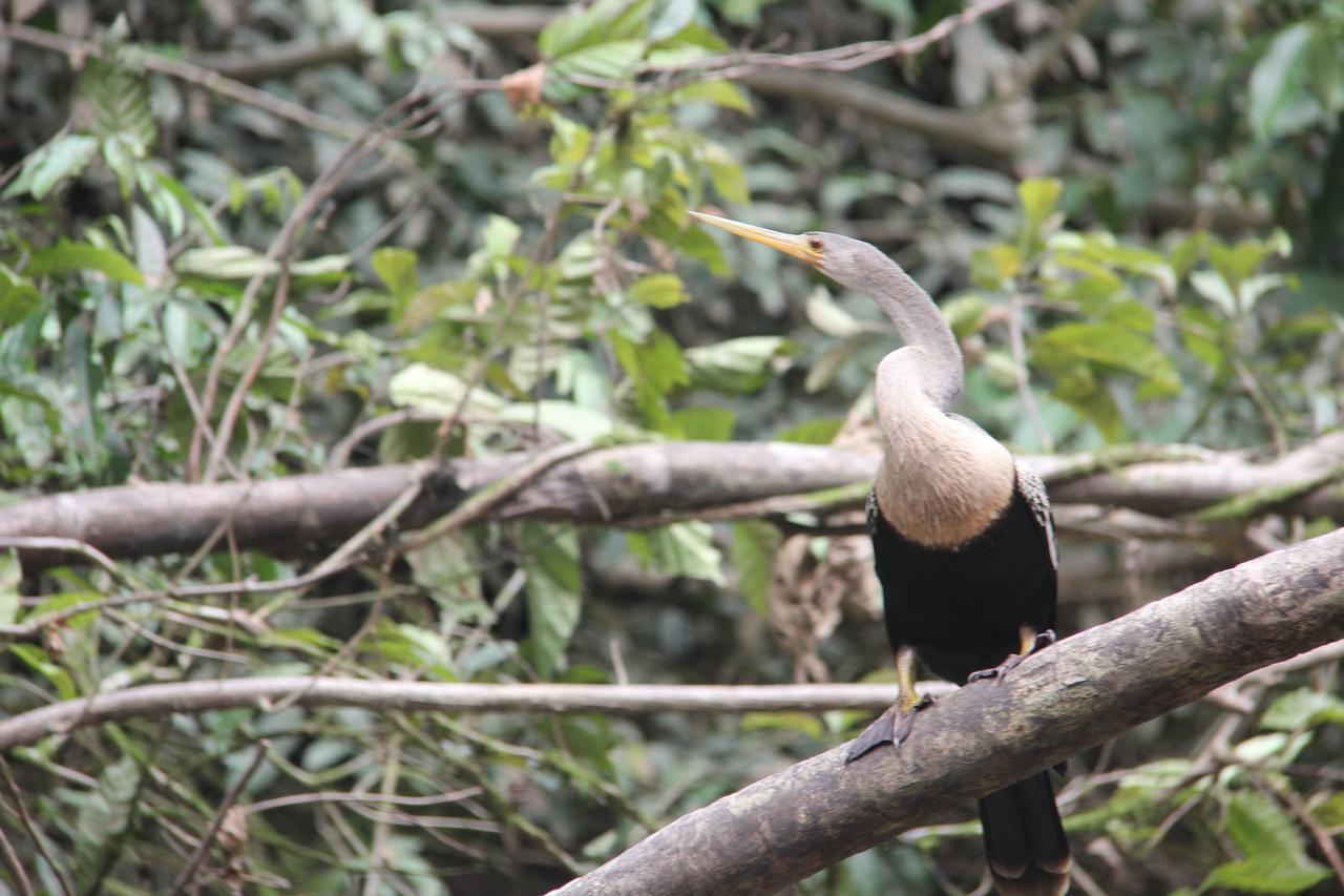 Green Forest Ecolodge Puerto Montufar Екстериор снимка