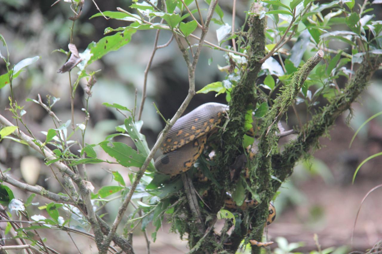 Green Forest Ecolodge Puerto Montufar Екстериор снимка